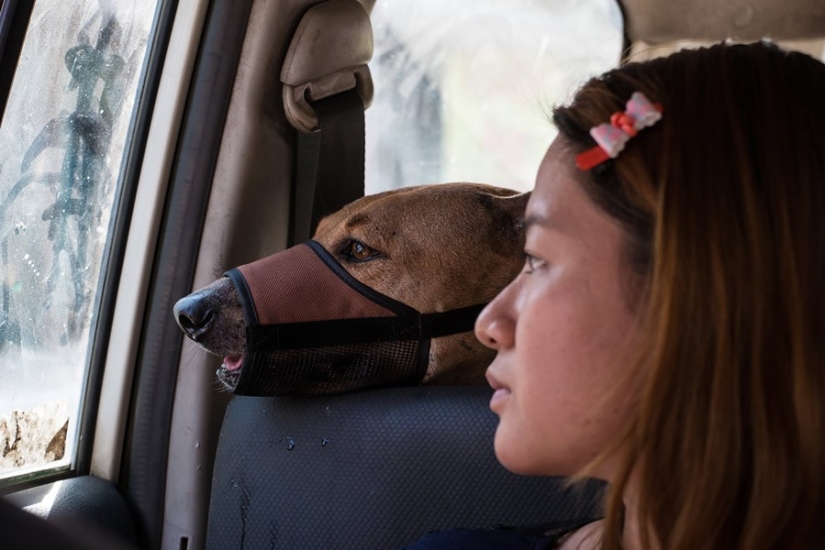 Una historia conmovedora sobre una niña que salva perros callejeros Una historia conmovedora sobre una niña que salva perros callejeros