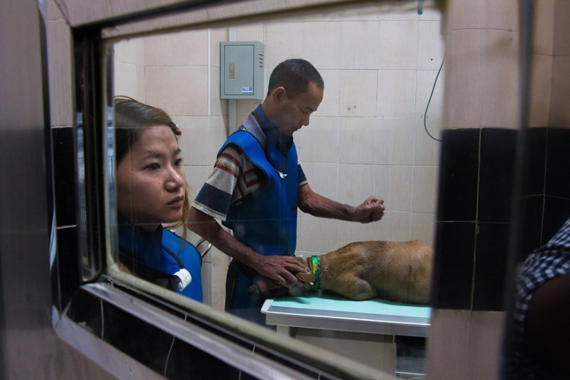 Una historia conmovedora sobre una niña que salva perros callejeros Una historia conmovedora sobre una niña que salva perros callejeros