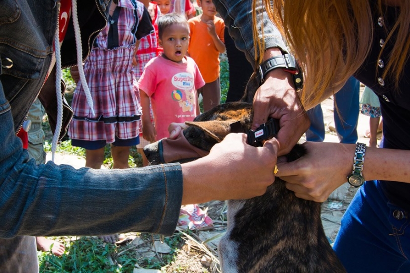 Una historia conmovedora sobre una niña que salva perros callejeros Una historia conmovedora sobre una niña que salva perros callejeros