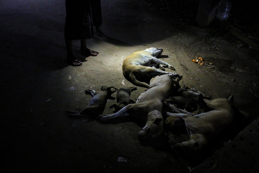 Una historia conmovedora sobre una niña que salva perros callejeros Una historia conmovedora sobre una niña que salva perros callejeros