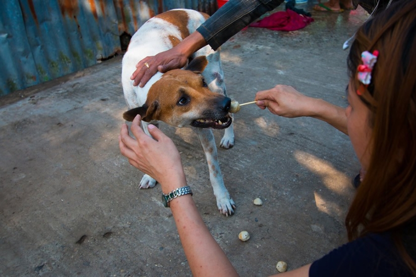 Una historia conmovedora sobre una niña que salva perros callejeros Una historia conmovedora sobre una niña que salva perros callejeros