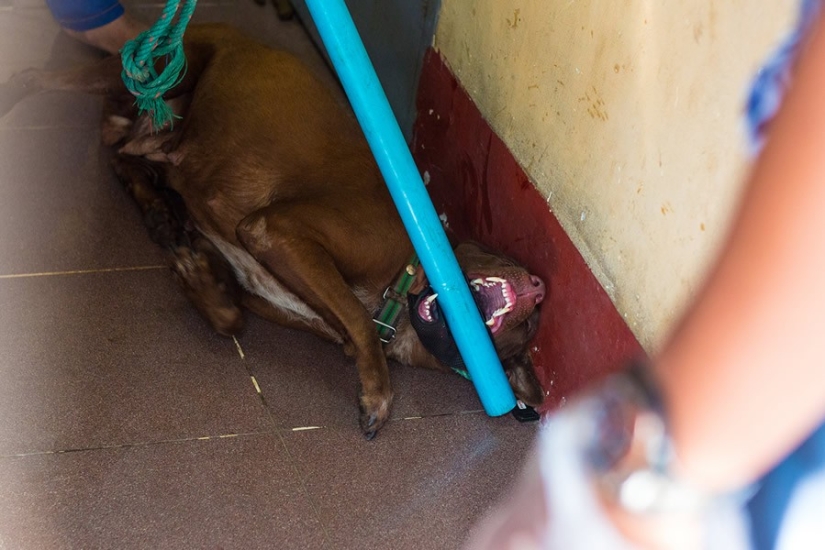 Una historia conmovedora sobre una niña que salva perros callejeros Una historia conmovedora sobre una niña que salva perros callejeros