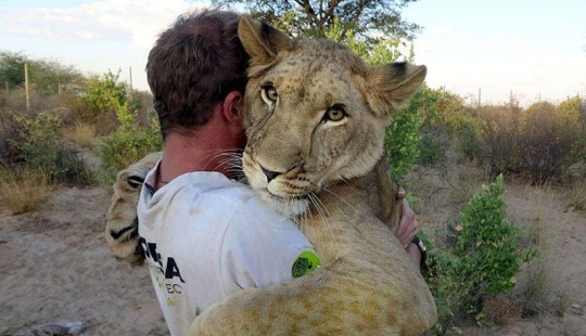 Una leona llamada Sirga