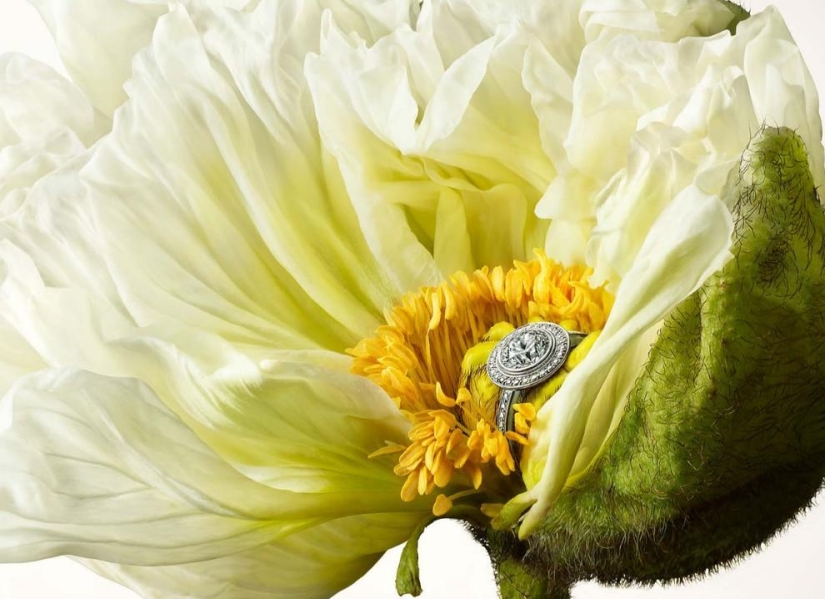 Una versión inusual de la joyería de Peter Lippmann