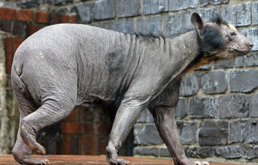 Una vista divertida y extraña: animales calvos