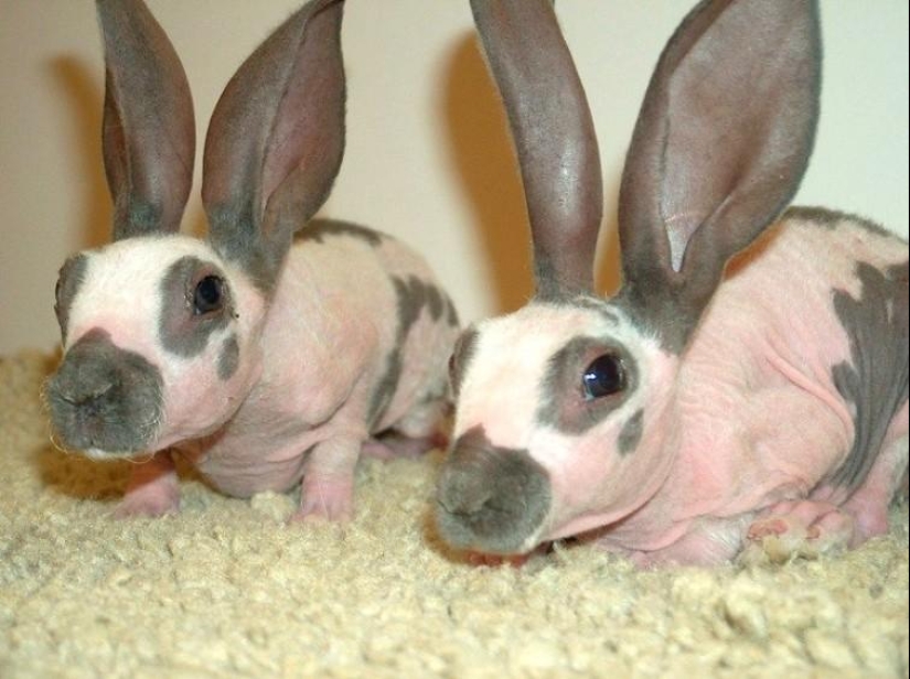 Una vista divertida y extraña: animales calvos