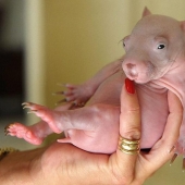 Una vista divertida y extraña: animales calvos