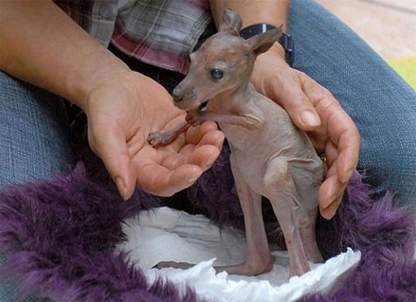 Una vista divertida y extraña: animales calvos