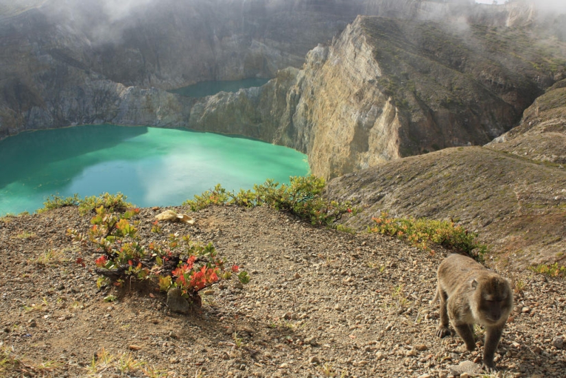 Unique tricolor lakes in the crater of the Kelimutu volcano Unique tricolor lakes in the crater of the Kelimutu volcano
