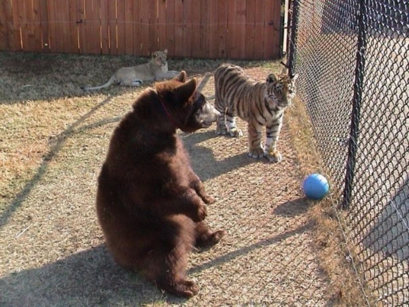 Unusual friendship - they have been together for 13 years