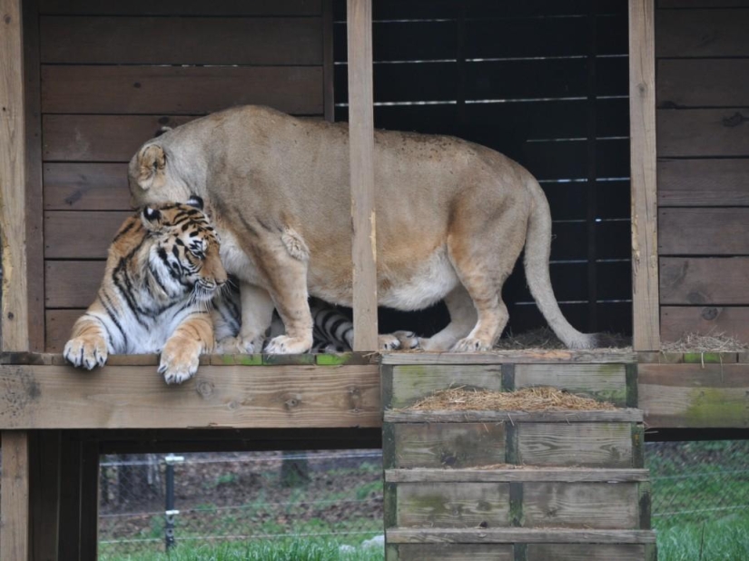 Unusual friendship - they have been together for 13 years