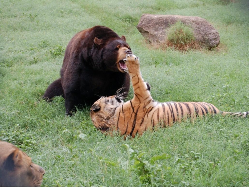Unusual friendship - they have been together for 13 years