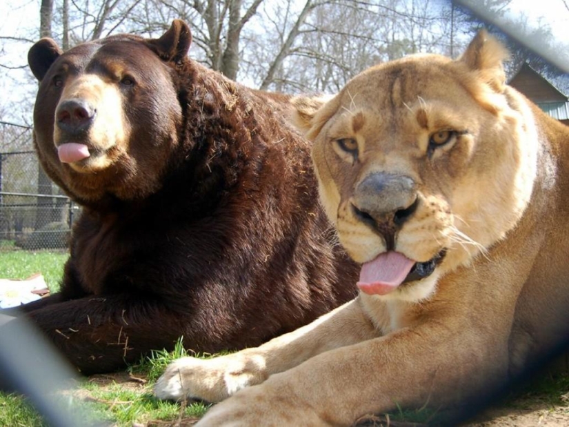 Unusual friendship - they have been together for 13 years