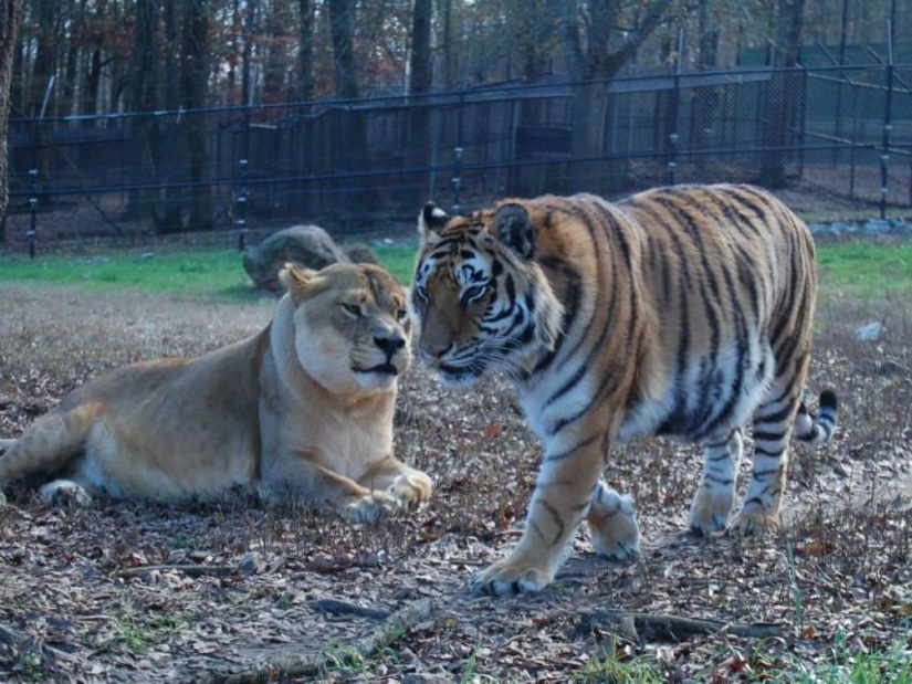 Unusual friendship - they have been together for 13 years
