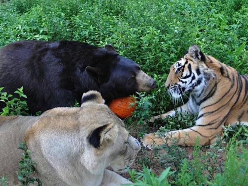 Unusual friendship - they have been together for 13 years