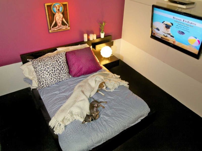 Up to $200 a Night: New York Dog Hotel Up to $200 a Night: New York Dog Hotel