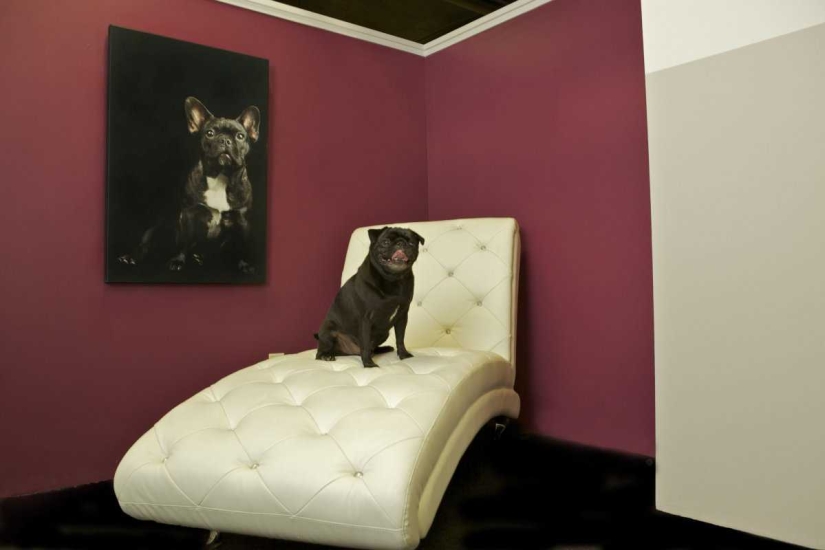 Up to $200 a Night: New York Dog Hotel Up to $200 a Night: New York Dog Hotel