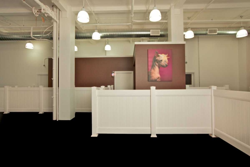 Up to $200 a Night: New York Dog Hotel Up to $200 a Night: New York Dog Hotel