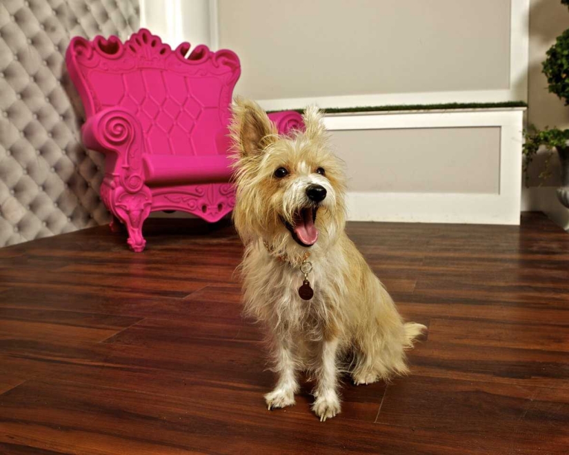 Up to $200 a Night: New York Dog Hotel Up to $200 a Night: New York Dog Hotel