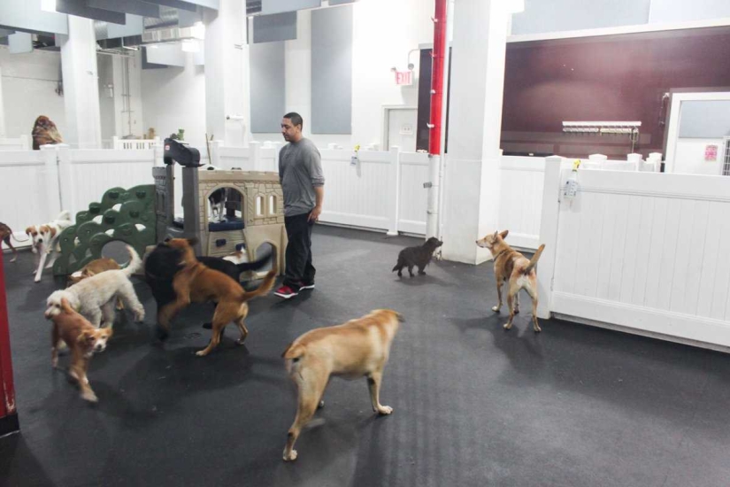 Up to $200 a Night: New York Dog Hotel Up to $200 a Night: New York Dog Hotel