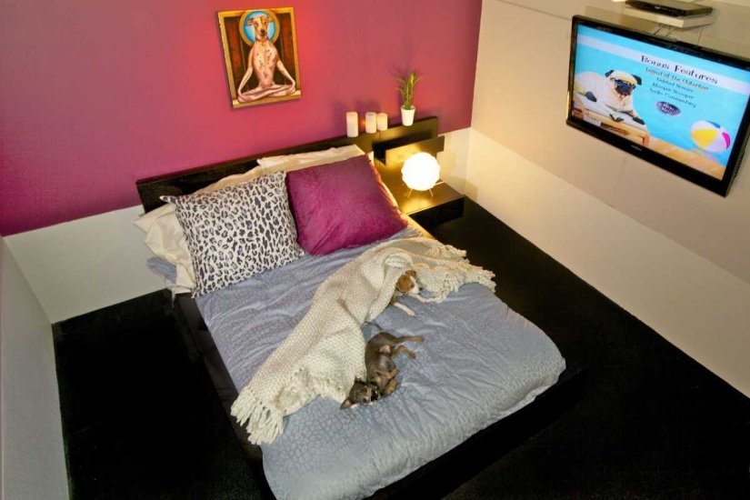 Up to $200 a Night: New York Dog Hotel Up to $200 a Night: New York Dog Hotel