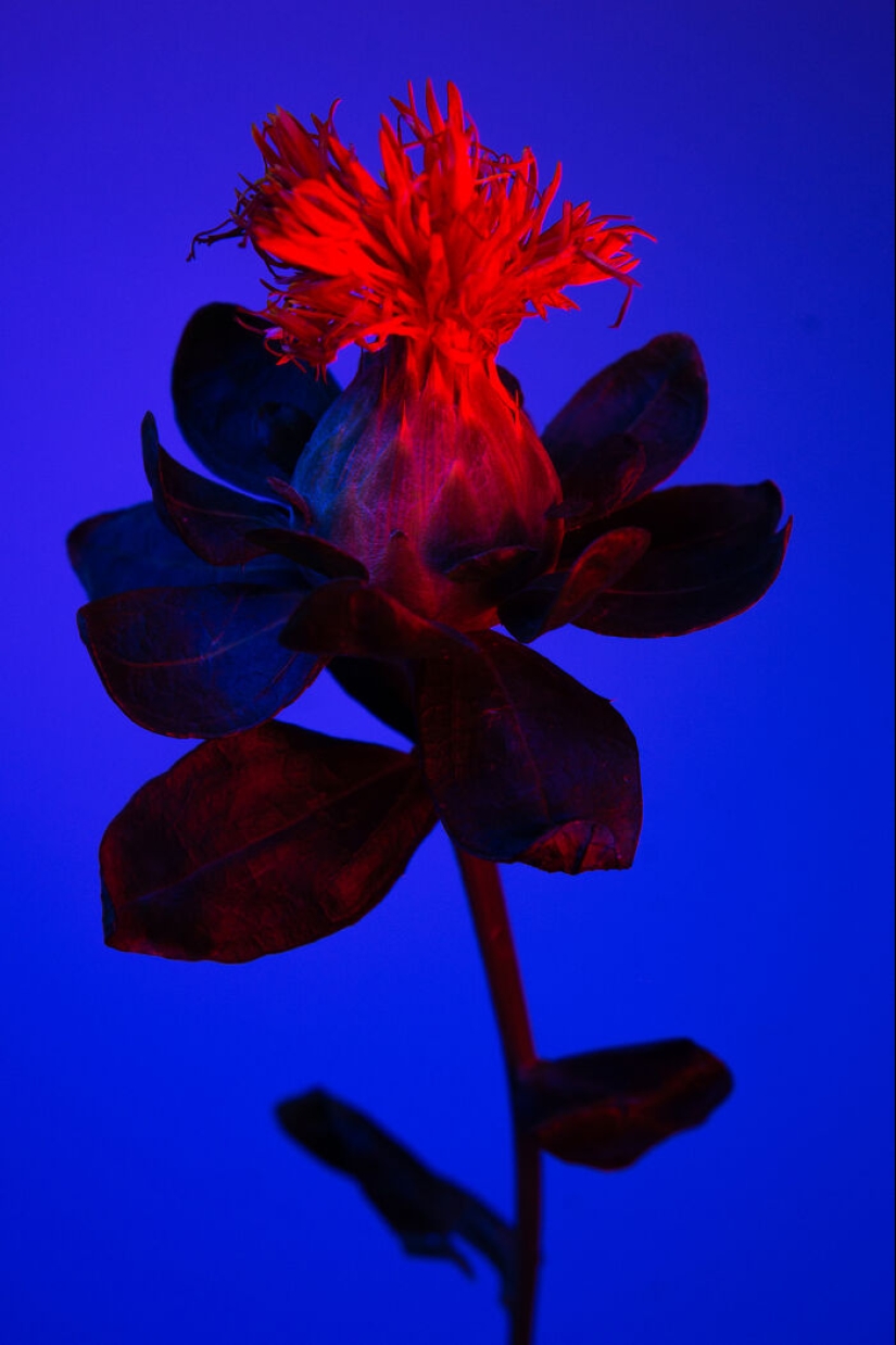 Utilicé vídeos controvertidos para iluminar estas imágenes únicas de flores Utilicé vídeos controvertidos para iluminar estas imágenes únicas de flores