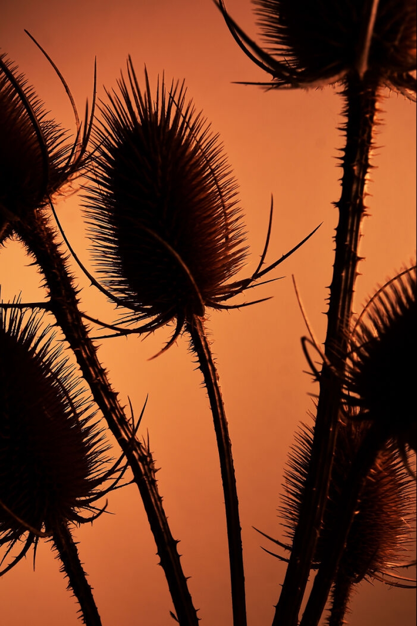 Utilicé vídeos controvertidos para iluminar estas imágenes únicas de flores Utilicé vídeos controvertidos para iluminar estas imágenes únicas de flores