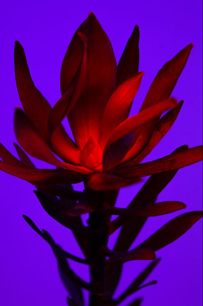 Utilicé vídeos controvertidos para iluminar estas imágenes únicas de flores Utilicé vídeos controvertidos para iluminar estas imágenes únicas de flores