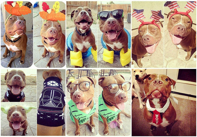 Valentino is the most fashionable pit bull