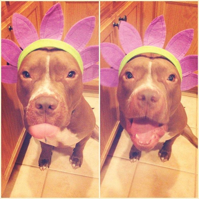 Valentino is the most fashionable pit bull