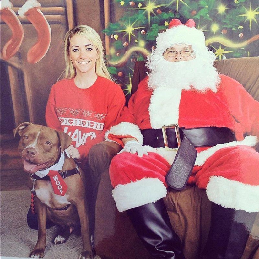 Valentino is the most fashionable pit bull