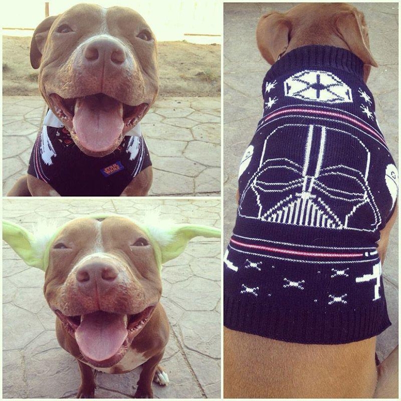 Valentino is the most fashionable pit bull