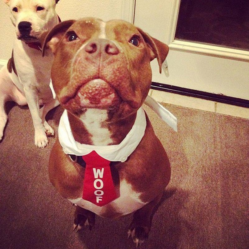 Valentino is the most fashionable pit bull