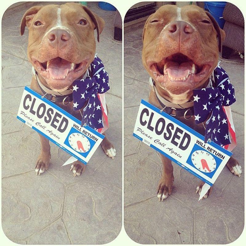 Valentino is the most fashionable pit bull