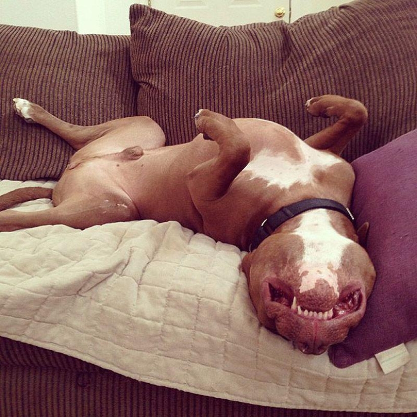 Valentino is the most fashionable pit bull