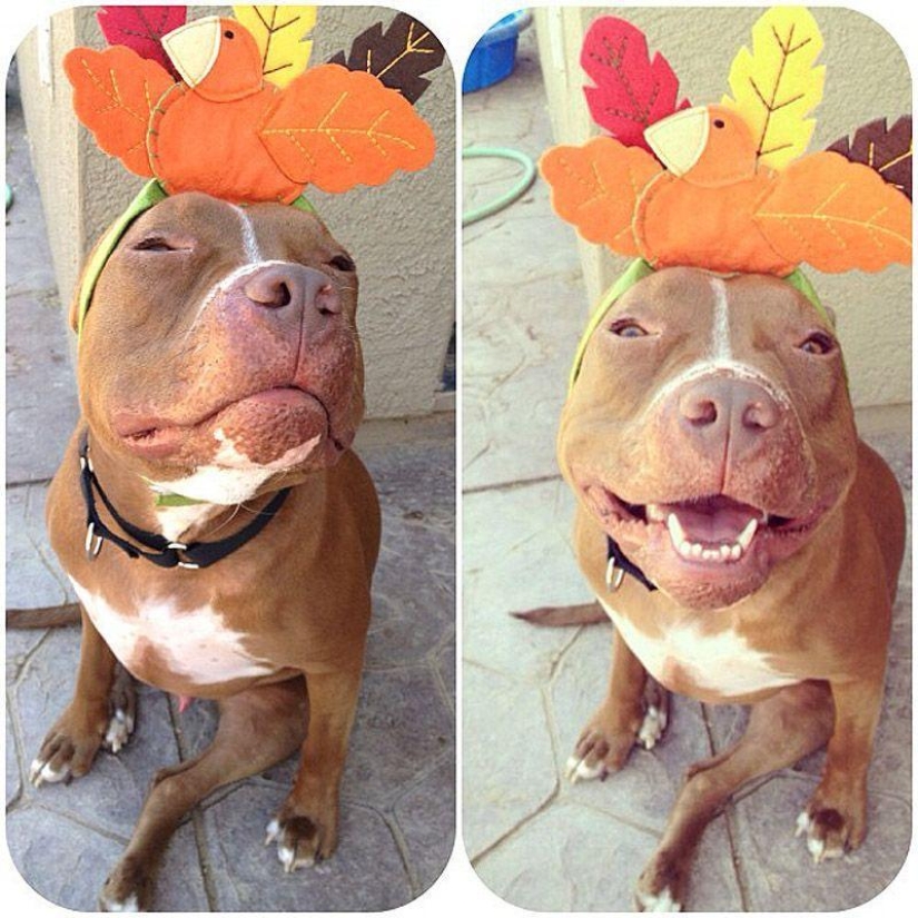 Valentino is the most fashionable pit bull