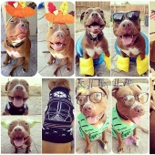 Valentino is the most fashionable pit bull Valentino is the most fashionable pit bull