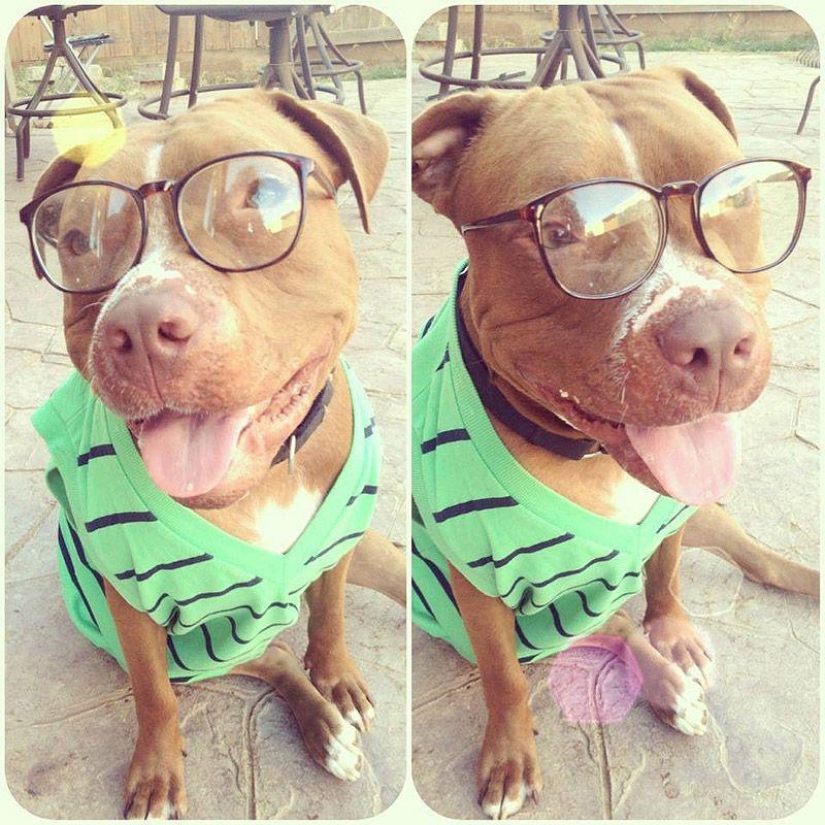 Valentino is the most fashionable pit bull
