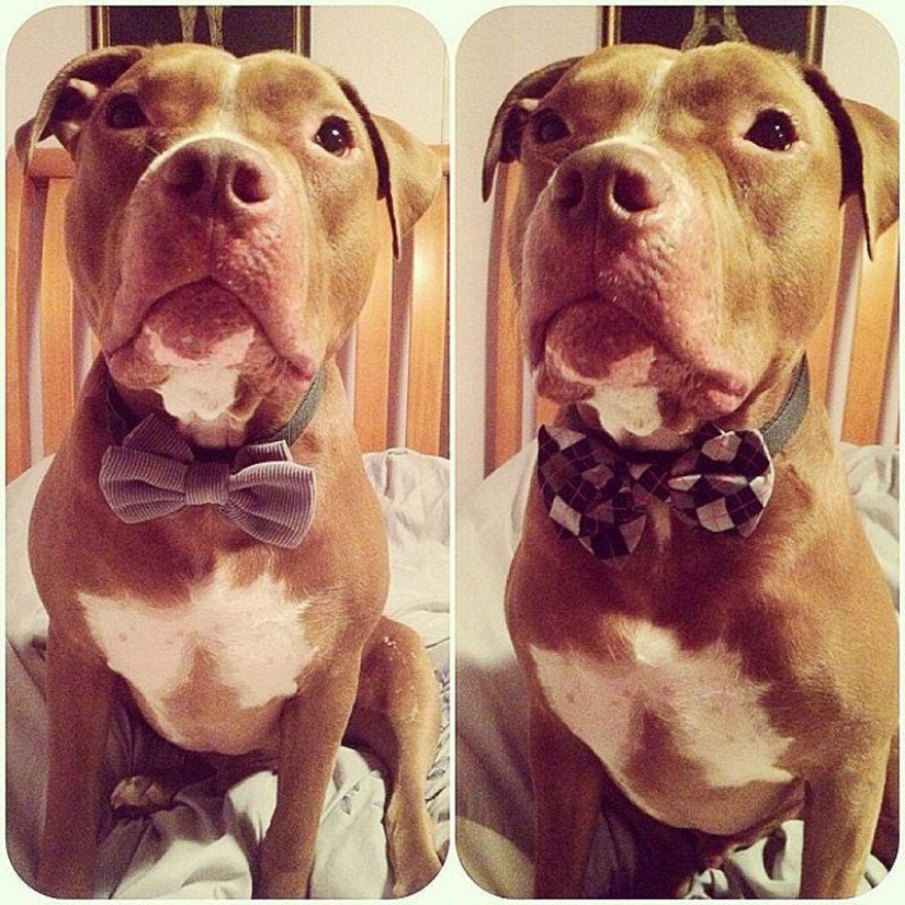 Valentino is the most fashionable pit bull