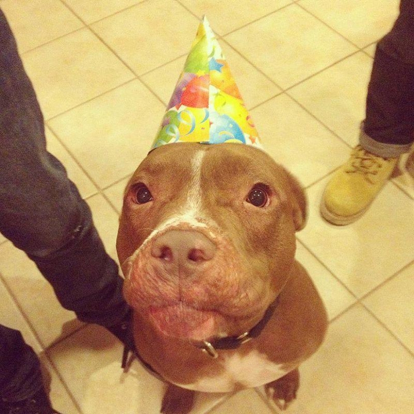 Valentino is the most fashionable pit bull