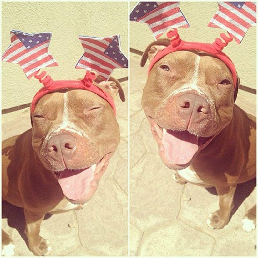 Valentino is the most fashionable pit bull