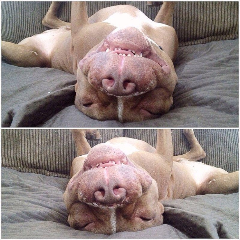 Valentino is the most fashionable pit bull