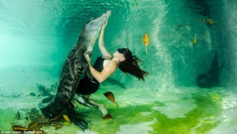 Valientes amantes de los animales nadan con caimanes rescatados Valientes amantes de los animales nadan con caimanes rescatados