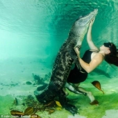 Valientes amantes de los animales nadan con caimanes rescatados