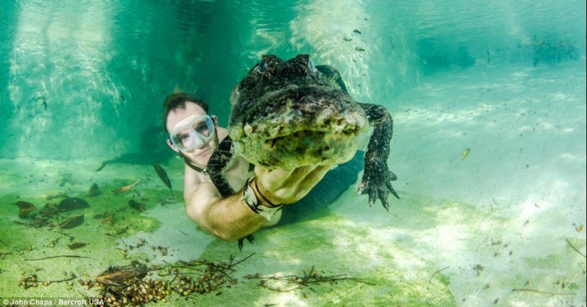 Valientes amantes de los animales nadan con caimanes rescatados Valientes amantes de los animales nadan con caimanes rescatados