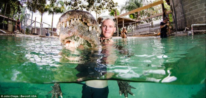 Valientes amantes de los animales nadan con caimanes rescatados Valientes amantes de los animales nadan con caimanes rescatados