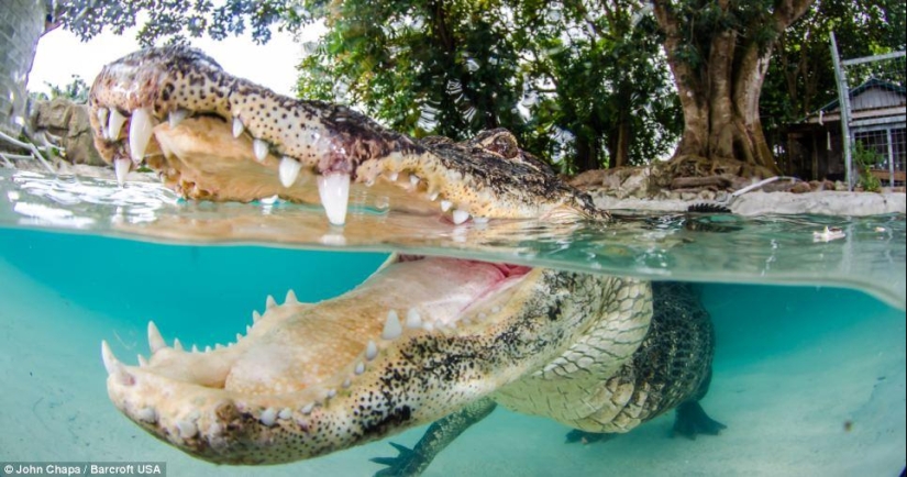 Valientes amantes de los animales nadan con caimanes rescatados Valientes amantes de los animales nadan con caimanes rescatados