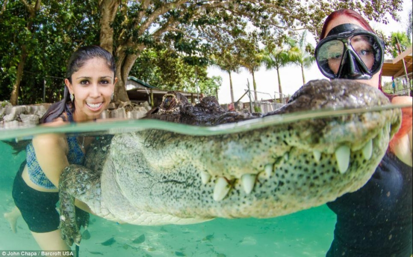 Valientes amantes de los animales nadan con caimanes rescatados Valientes amantes de los animales nadan con caimanes rescatados