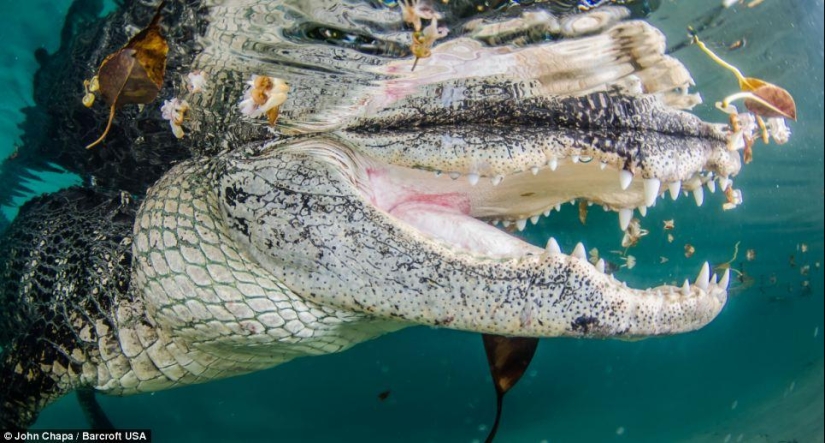 Valientes amantes de los animales nadan con caimanes rescatados Valientes amantes de los animales nadan con caimanes rescatados