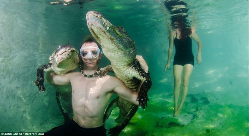 Valientes amantes de los animales nadan con caimanes rescatados Valientes amantes de los animales nadan con caimanes rescatados